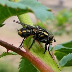 Oxysarcodexia varia (Striped Dung Fly) at Duffy, ACT - 13 Oct 2019 by HarveyPerkins