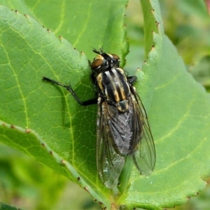 Oxysarcodexia varia at Duffy, ACT - 13 Oct 2019 12:54 PM