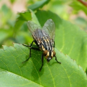 Oxysarcodexia varia at Duffy, ACT - 13 Oct 2019 12:54 PM