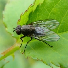 Helina sp. (genus) (Muscid fly) at Duffy, ACT - 13 Oct 2019 by HarveyPerkins