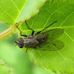 Helina sp. (genus) at Duffy, ACT - 13 Oct 2019