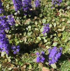 Ajuga reptans (Common Bugle) at Wingecarribee Local Government Area - 18 Oct 2019 by ESP