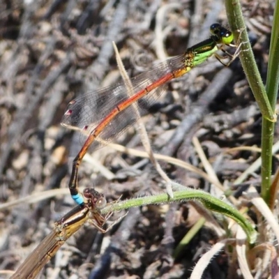 Ischnura aurora (Aurora Bluetail) at Stromlo, ACT - 13 Oct 2019 by HarveyPerkins