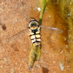 Simosyrphus grandicornis (Common hover fly) at Stromlo, ACT - 13 Oct 2019 by HarveyPerkins