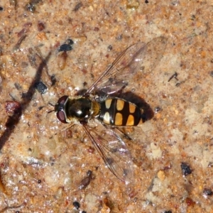 Melangyna viridiceps at Stromlo, ACT - 13 Oct 2019