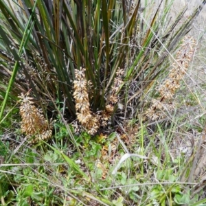 Lomandra multiflora at Duffy, ACT - 13 Oct 2019