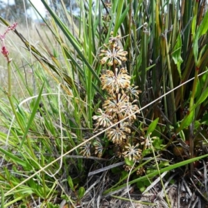 Lomandra multiflora at Duffy, ACT - 13 Oct 2019