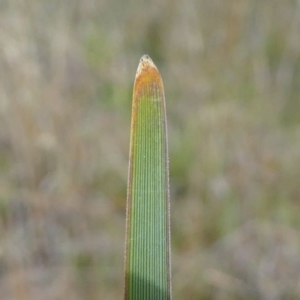 Lomandra multiflora at Duffy, ACT - 13 Oct 2019