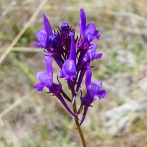 Linaria pelisseriana at Stromlo, ACT - 13 Oct 2019