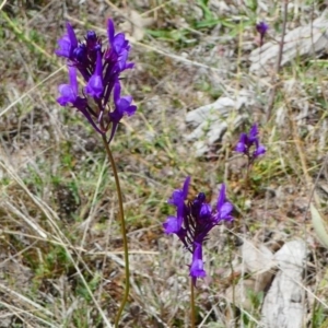 Linaria pelisseriana at Stromlo, ACT - 13 Oct 2019