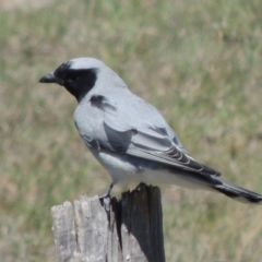 Coracina novaehollandiae (Black-faced Cuckooshrike) at Tharwa, ACT - 9 Oct 2019 by michaelb