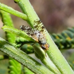 Austrotephritis sp. (genus) (Fruit fly or Seed fly) at Duffy, ACT - 13 Oct 2019 by HarveyPerkins