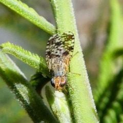 Austrotephritis sp. (genus) at Duffy, ACT - 13 Oct 2019 12:24 PM