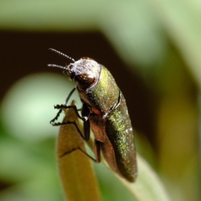 Melobasis propinqua (Propinqua jewel beetle) at Dunlop, ACT - 19 Oct 2019 by Kurt