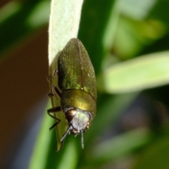 Melobasis propinqua at Dunlop, ACT - 19 Oct 2019 09:40 AM