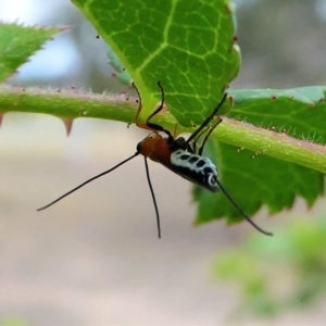 Braconidae (family) at Duffy, ACT - 13 Oct 2019 12:45 PM