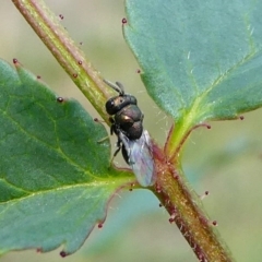 Chalcidoidea (superfamily) (A gall wasp or Chalcid wasp) at Duffy, ACT - 13 Oct 2019 by HarveyPerkins