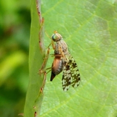 Austrotephritis sp. (genus) (Fruit fly or Seed fly) at Duffy, ACT - 13 Oct 2019 by HarveyPerkins