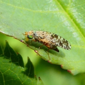 Austrotephritis sp. (genus) at Duffy, ACT - 13 Oct 2019 12:48 PM