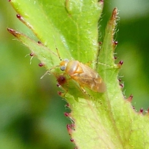 Miridae (family) at Duffy, ACT - 13 Oct 2019 12:49 PM