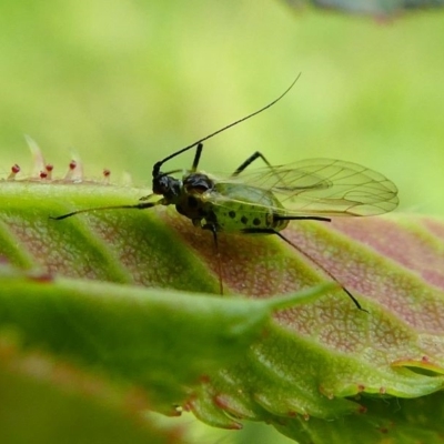 Macrosiphum rosae (Rose aphid) at Duffy, ACT - 13 Oct 2019 by HarveyPerkins