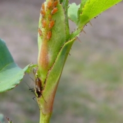 Macrosiphum rosae at Duffy, ACT - 13 Oct 2019 12:52 PM