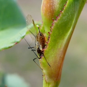 Macrosiphum rosae at Duffy, ACT - 13 Oct 2019 12:52 PM