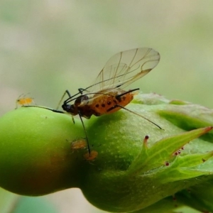 Macrosiphum rosae at Duffy, ACT - 13 Oct 2019 12:59 PM