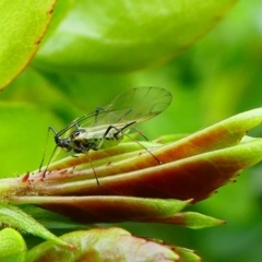 Macrosiphum rosae (Rose aphid) at Kambah, ACT - 13 Oct 2019 by HarveyPerkins