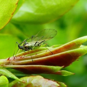 Macrosiphum rosae at Kambah, ACT - 13 Oct 2019 04:09 PM