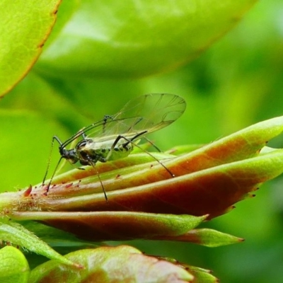 Macrosiphum rosae (Rose aphid) at Kambah, ACT - 13 Oct 2019 by HarveyPerkins