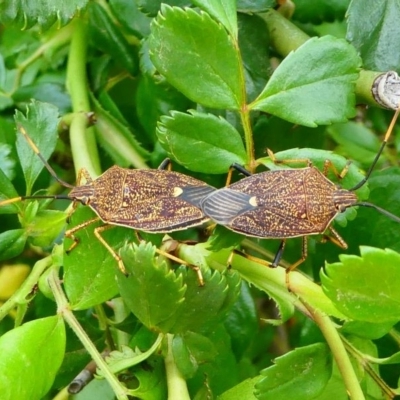 Poecilometis strigatus (Gum Tree Shield Bug) at Kambah, ACT - 13 Oct 2019 by HarveyPerkins