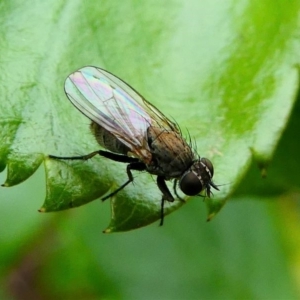 Muscidae (family) at Kambah, ACT - 13 Oct 2019