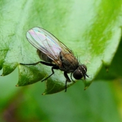 Muscidae sp. (family) (Unidentified muscid fly) at Kambah, ACT - 13 Oct 2019 by HarveyPerkins