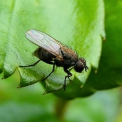 Muscidae (family) at Kambah, ACT - 13 Oct 2019 04:13 PM