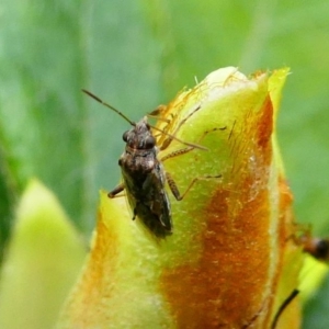 Nysius sp. (genus) at Kambah, ACT - 13 Oct 2019