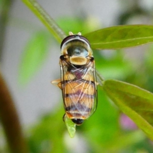 Simosyrphus grandicornis at Kambah, ACT - 13 Oct 2019