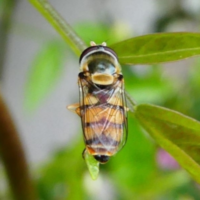 Simosyrphus grandicornis (Common hover fly) at Kambah, ACT - 13 Oct 2019 by HarveyPerkins