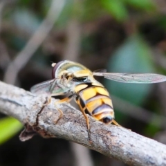 Simosyrphus grandicornis at Kambah, ACT - 13 Oct 2019 04:22 PM