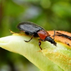 Pemanoa sp. (genus) (Comb-clawed beetle) at Kambah, ACT - 12 Oct 2019 by HarveyPerkins