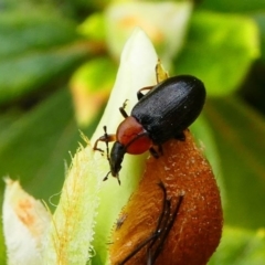 Pemanoa sp. (genus) at Kambah, ACT - 12 Oct 2019