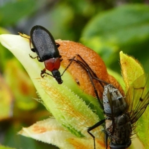 Pemanoa sp. (genus) at Kambah, ACT - 12 Oct 2019