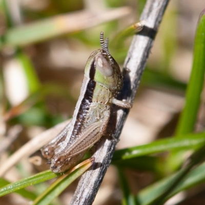 Macrotona australis (Common Macrotona Grasshopper) at Rendezvous Creek, ACT - 18 Oct 2019 by rawshorty