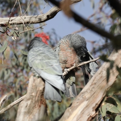 Callocephalon fimbriatum (Gang-gang Cockatoo) at Mount Ainslie - 27 Aug 2019 by jb2602