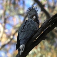 Callocephalon fimbriatum at Ainslie, ACT - 27 Aug 2019