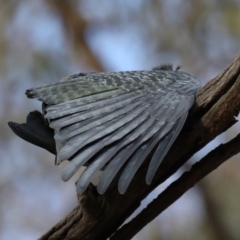 Callocephalon fimbriatum at Ainslie, ACT - 27 Aug 2019