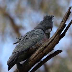 Callocephalon fimbriatum at Ainslie, ACT - 27 Aug 2019