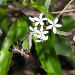 Graphium macleayanum at Acton, ACT - 18 Oct 2019