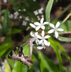 Graphium macleayanum at Acton, ACT - 18 Oct 2019