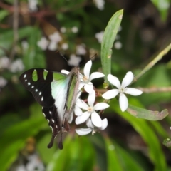 Graphium macleayanum at Acton, ACT - 18 Oct 2019 01:18 PM